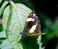 PIERIDAE, Dismorphia m. modera